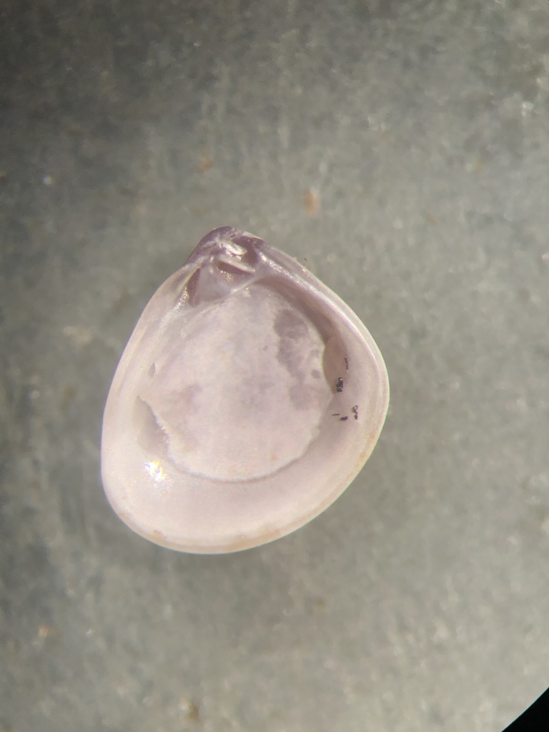 Cuninae