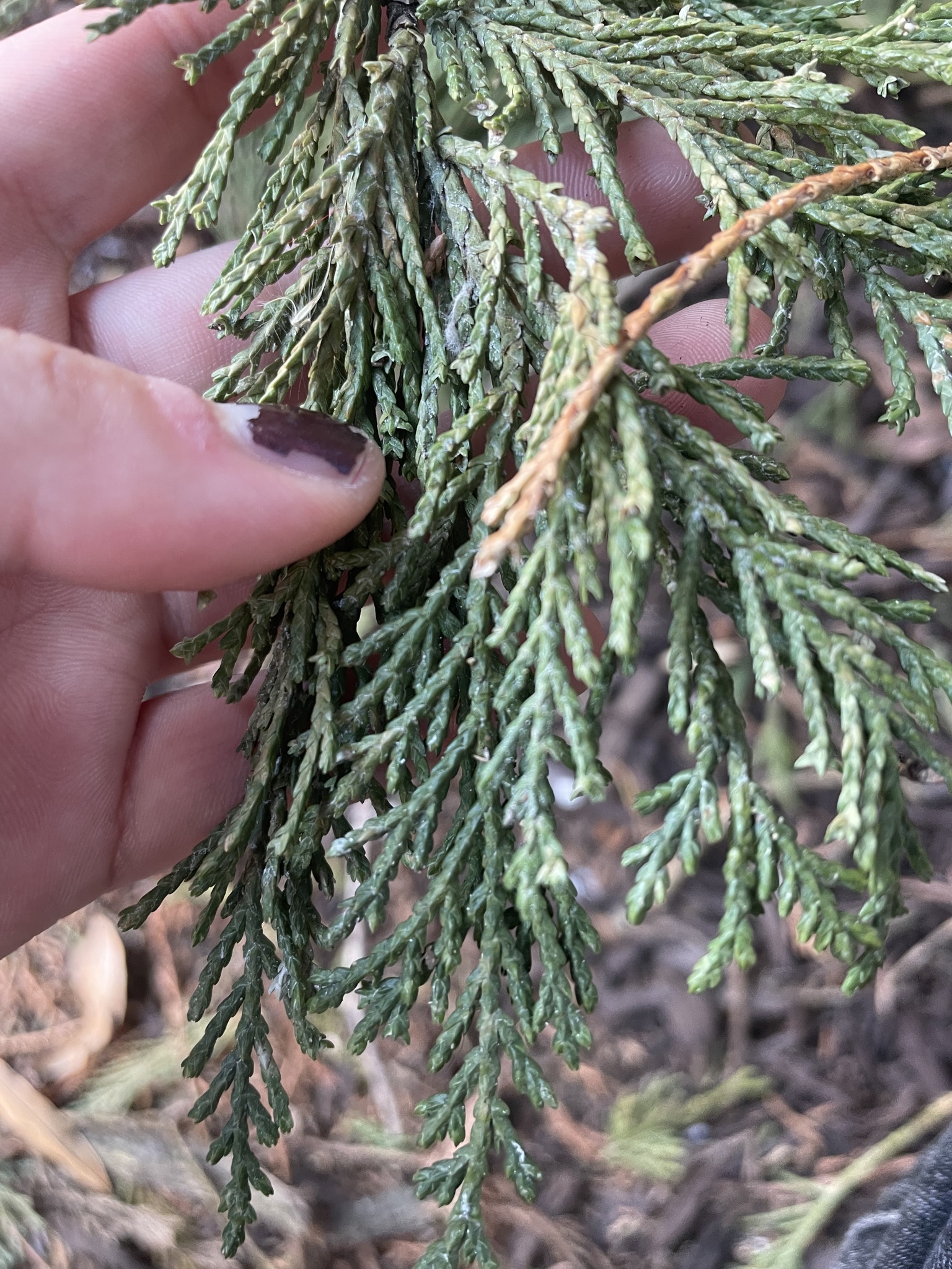 Leyland cypress