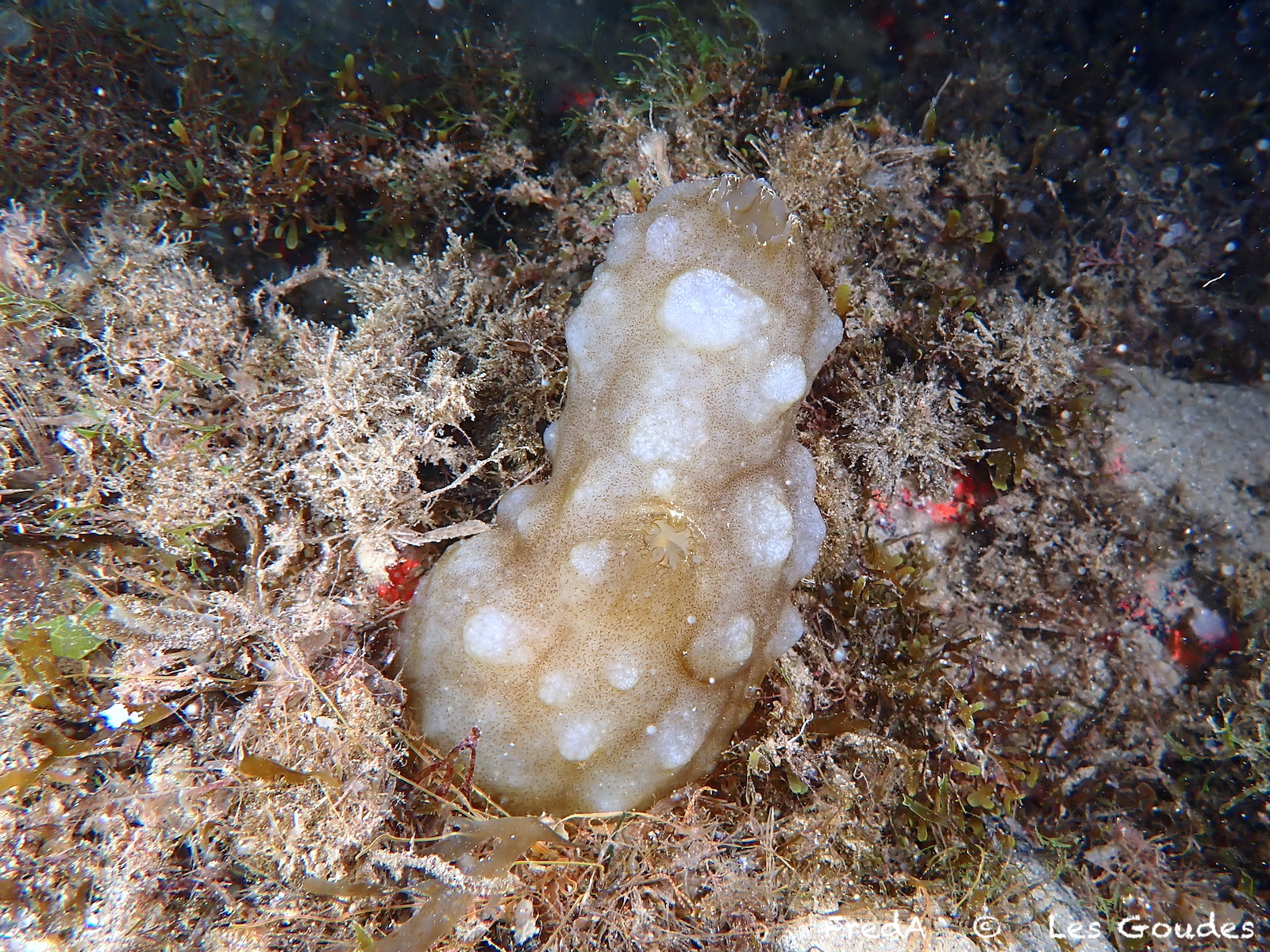 Phallusia mammillata (Cuvier, 1815)
