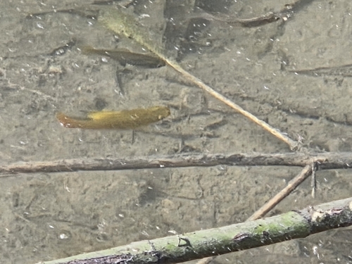 Sunset platy (Xiphophorus variatus) — Poeciliidae