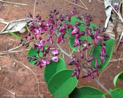 Securidaca atroviolacea