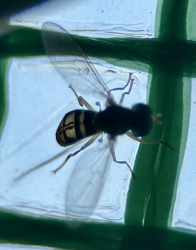 Unknown species found near Northwest Side, San Antonio, TX, US