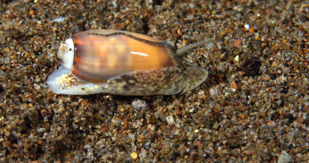 carnelian olive