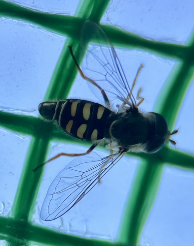 Unknown species found near Northwest Side, San Antonio, TX, US