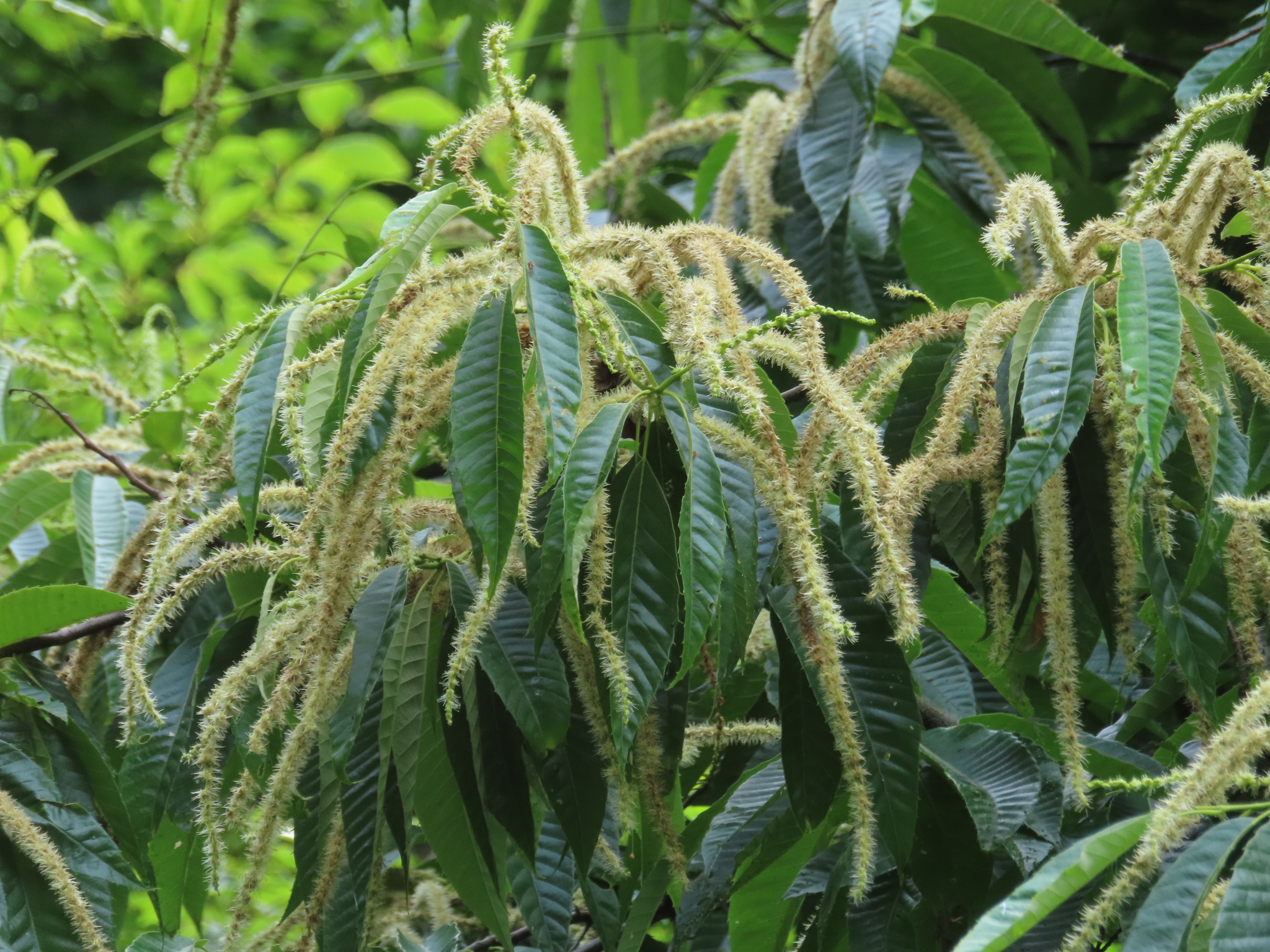 Japanese Chestnut (Castanea crenata)