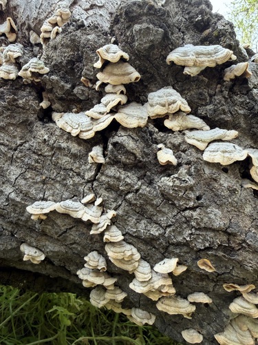iNaturalist observation photo of hairy curtain crust