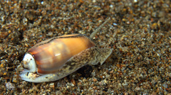 Oliva carneola