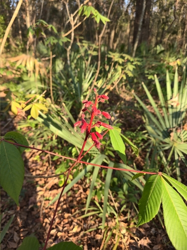 Red buckeye
