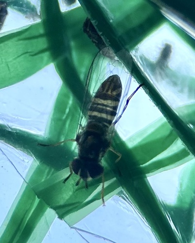 Unknown species found near Northwest Side, San Antonio, TX, US