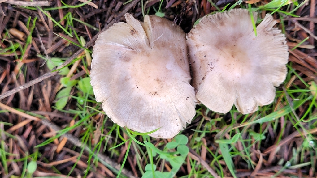 Inocybe ionocephala · February 2026 · photo: © daveincamas (iNaturalist, cc0)