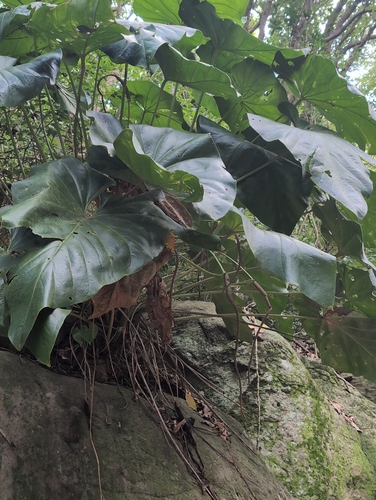 Anthurium grandifolium, photograph 4