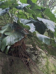 author not stated, no rights reserved Anthurium grandifolium, photograph author not stated, no rights reserved