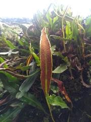 Elaphoglossum gayanum
