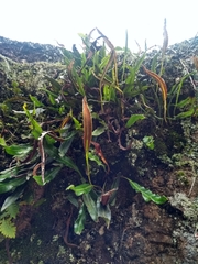 Elaphoglossum gayanum