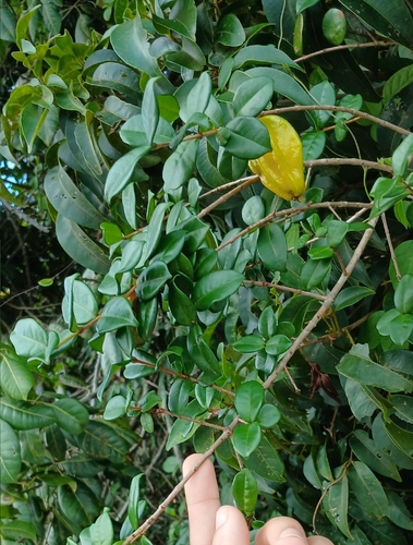 Eugenia selloi (Eugenia selloi)