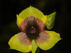 Telipogon berthae