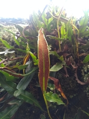 Elaphoglossum gayanum