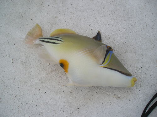 Arabian Picasso Triggerfish — seen at this dive site