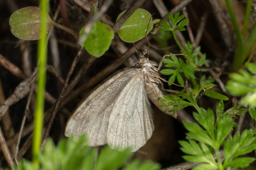 iNaturalist observation photo of Geometer Moths
