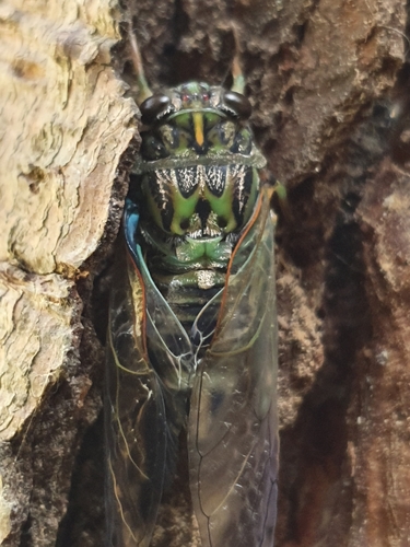 Chorus Cicada photo 3