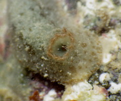 Jorunna tempisquensis