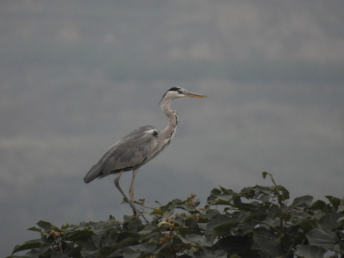 Grey Heron