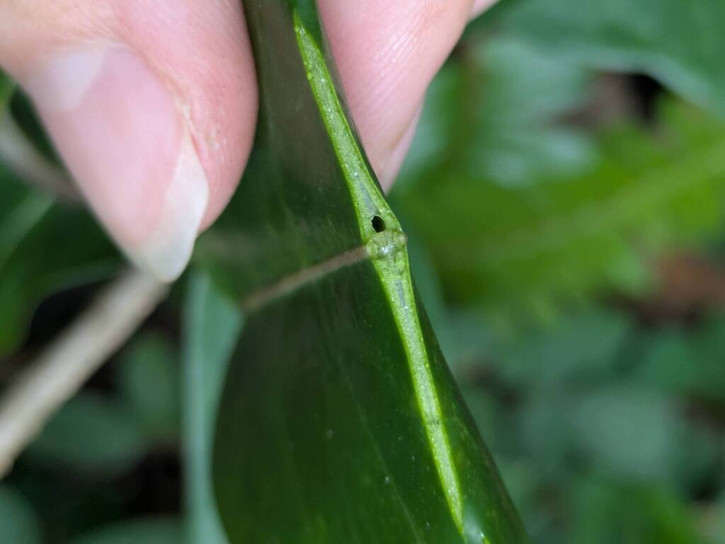Stephanotis floribunda, Honolulu, Hawaii, United States