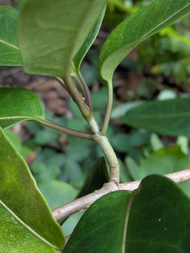 Stephanotis floribunda