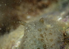 Jorunna tempisquensis