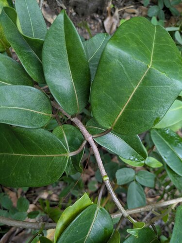 Stephanotis floribunda
