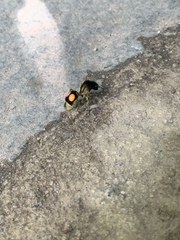 Hoplomutilla spinosa