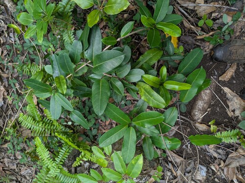 Stephanotis floribunda