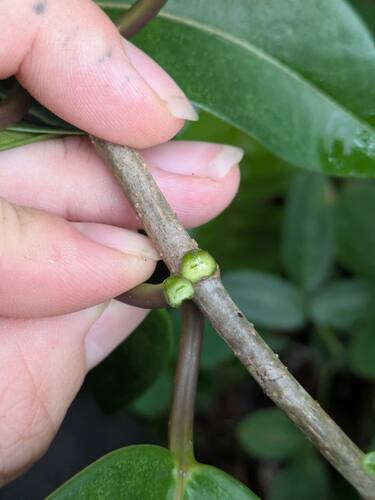 Stephanotis floribunda