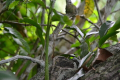 Aspasia principissa, photograph (c) Letizia Weichgrebe, some rights reserved (CC BY)