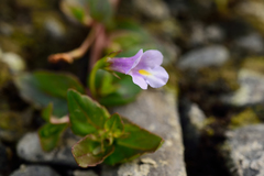 Torenia anagallis