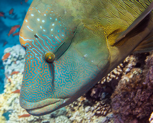 Photo de Napoleon (Cheilinus undulatus)