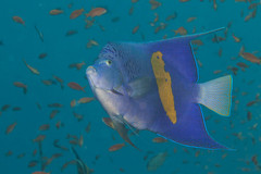 Pomacanthus maculosus