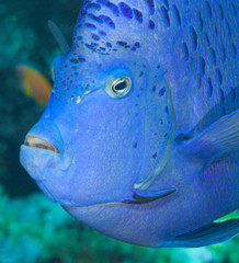 Pomacanthus maculosus