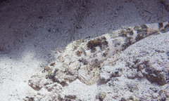 Papilloculiceps longiceps