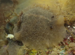 Geitodoris mavis