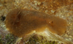 Geitodoris mavis
