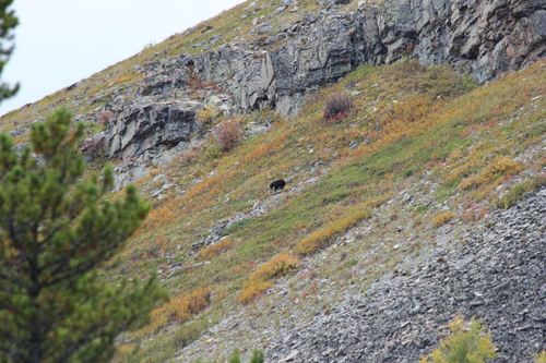 Black Bear