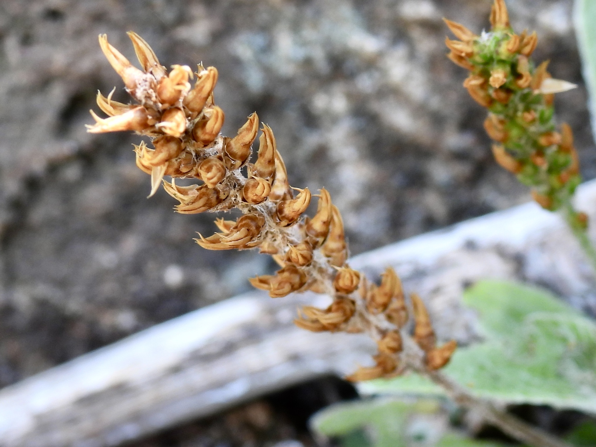 Imagem de Tanchagem