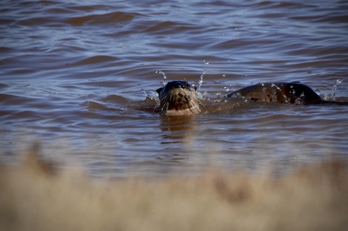 North American River Otter photographed in Oklahoma