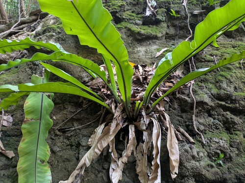Asplenium musifolium, photograph 1