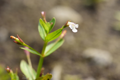 Lindernia procumbens