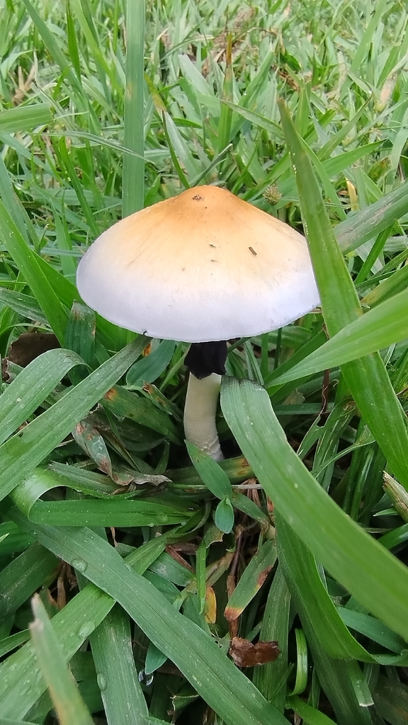 Psilocybe cubensis · February 2026 · photo: © biomartita (iNaturalist, cc-by)