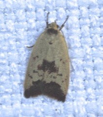 Ageletha elaeodes