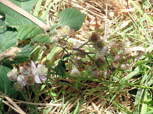 Elegant-petalled Bramble (Rubus polyanthemus)