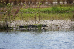 Alligator mississippiensis